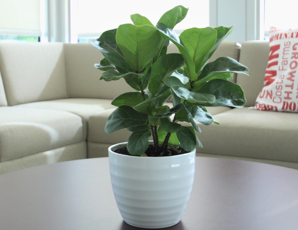 Fiddle Leaf Fig in Ceramic Planter