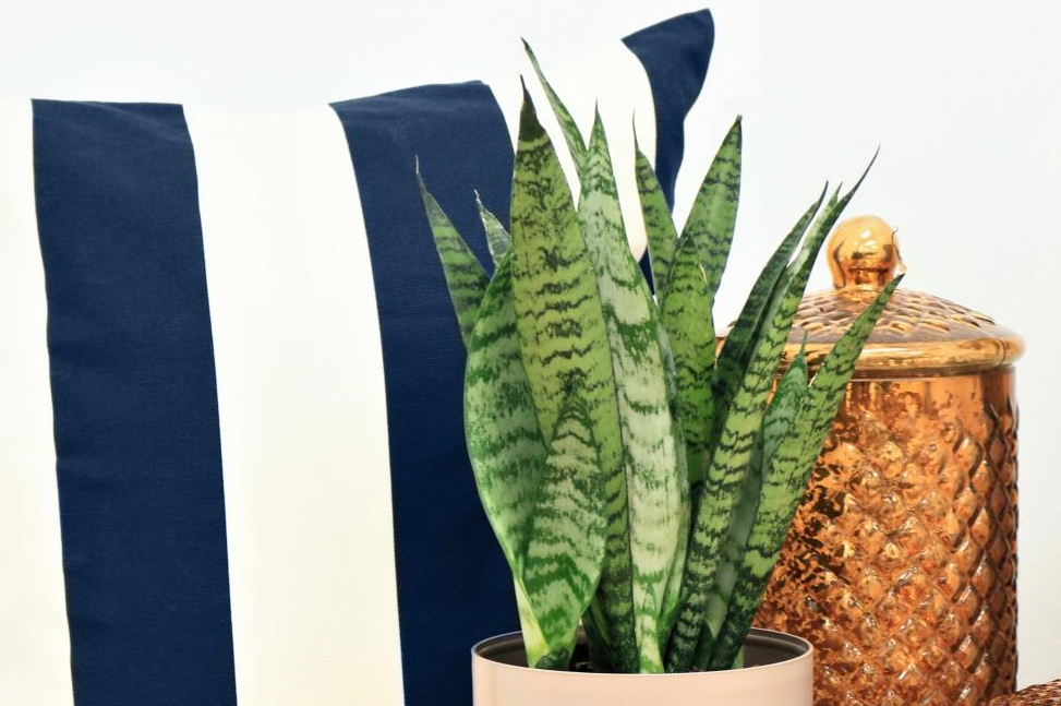 Snake Plant in Plastic Pot