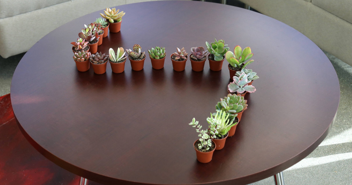 small succulents on table