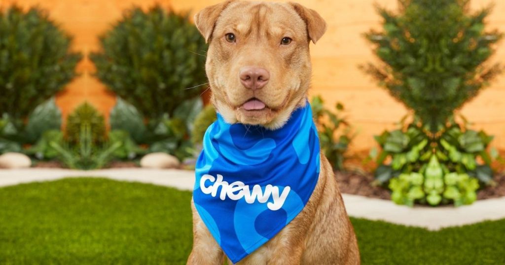 Dog wearing Chewy Bandana