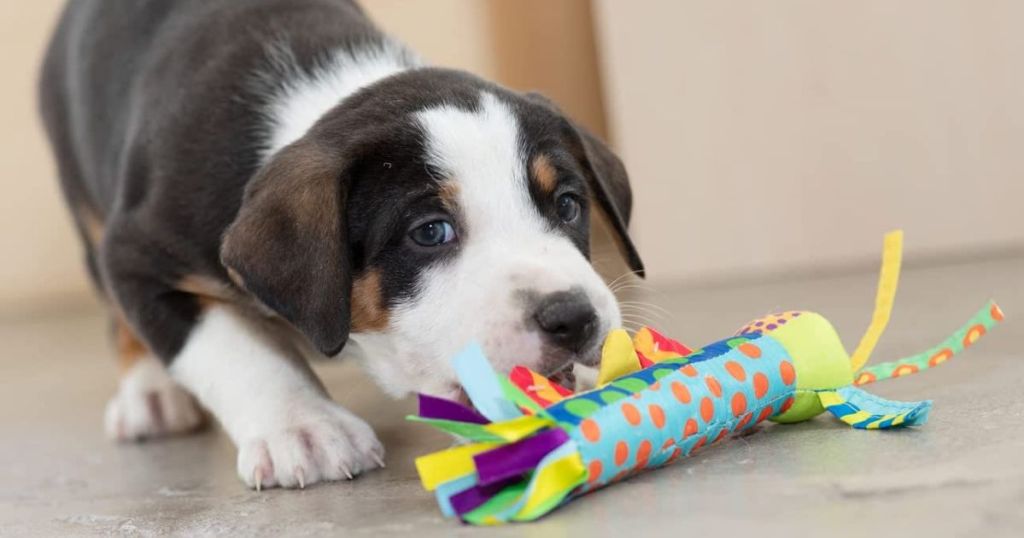 Puppy chewing on a Petstages Cool Teething Stick Dog Toy