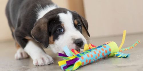 Petstages Teething Stick Dog Toy Just $3.76 on Amazon (Regularly $9)