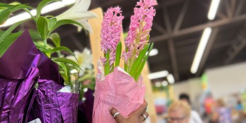 Spring Perennial Flowering Plants Only $4.49 Each at ALDI | Hyacinth, Lilies, & More