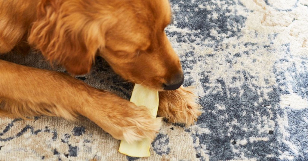 dog chewing on a dental dog treat