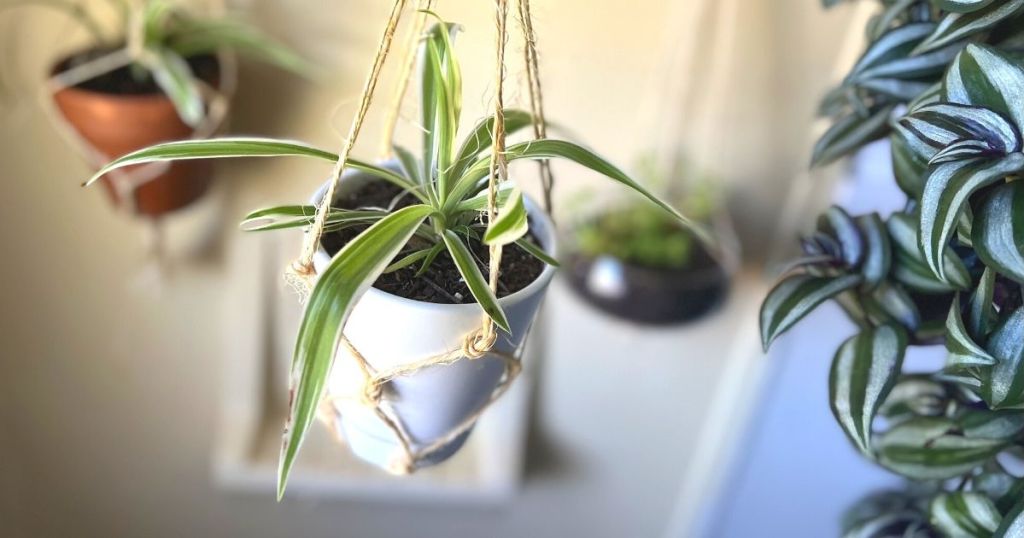 potted plant hanging in macrame plant hanger