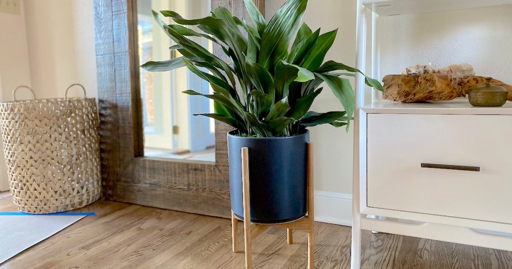 large potted plant sitting on wood floor in modern black and wood pot