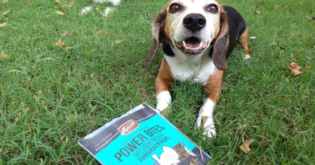 dog in grass with bad of dog treats