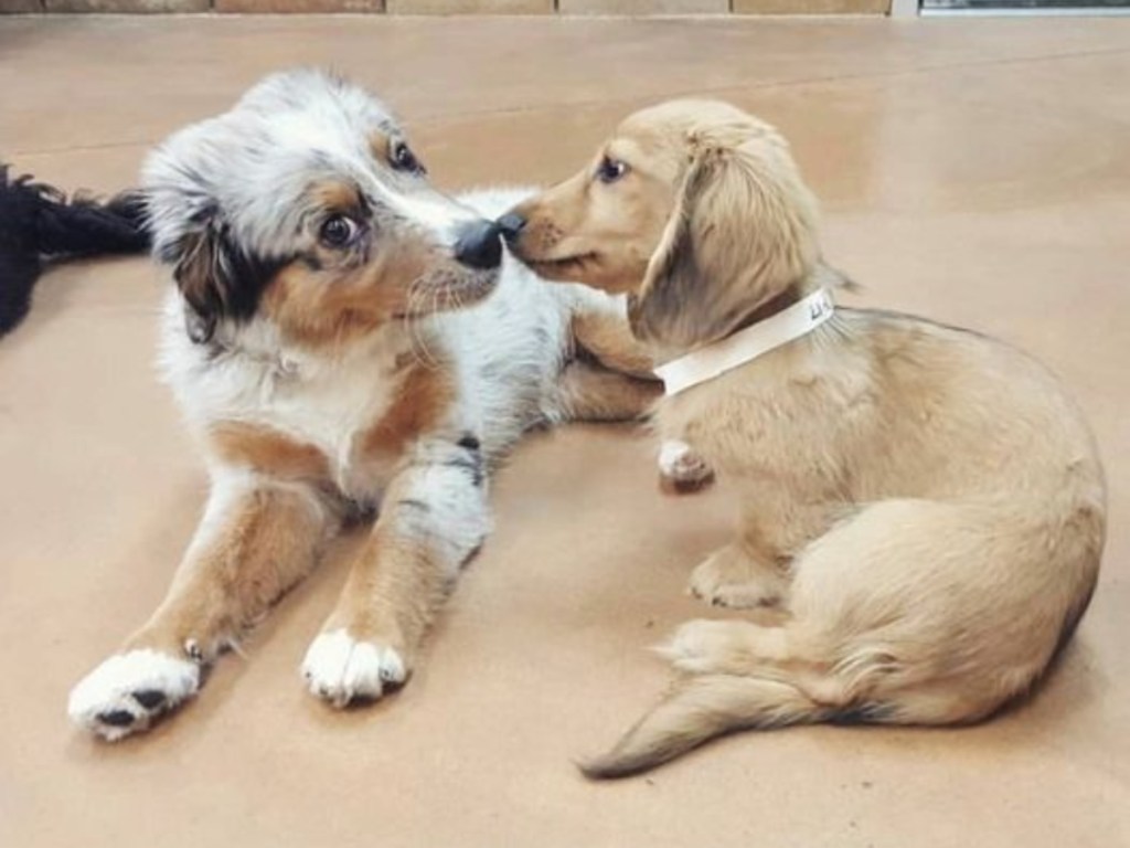 PetSmart Doggy Day Camp