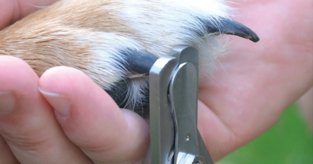 Dog Nail Clipper