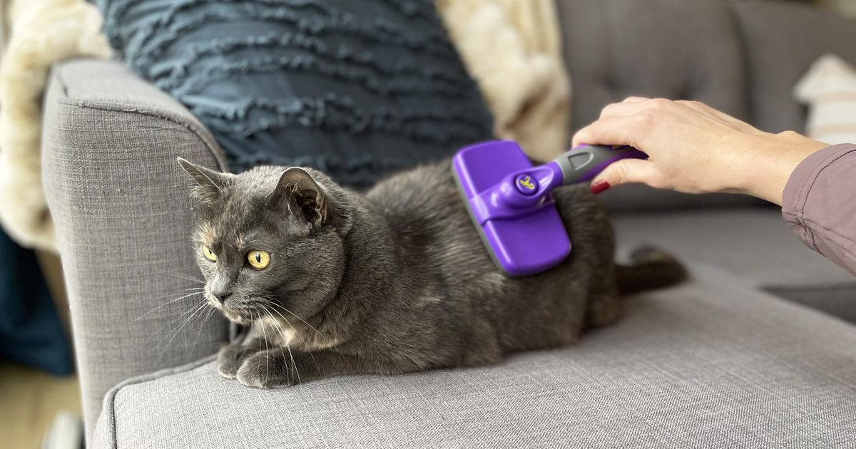 using purple pet brush on cat