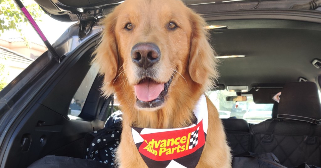 dog wearing Advance Auto Parts bandana