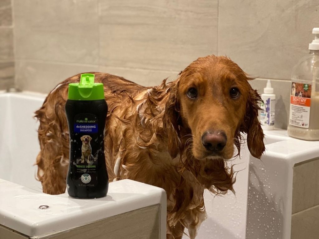 dog in bath with dog shampoo sitting next to him