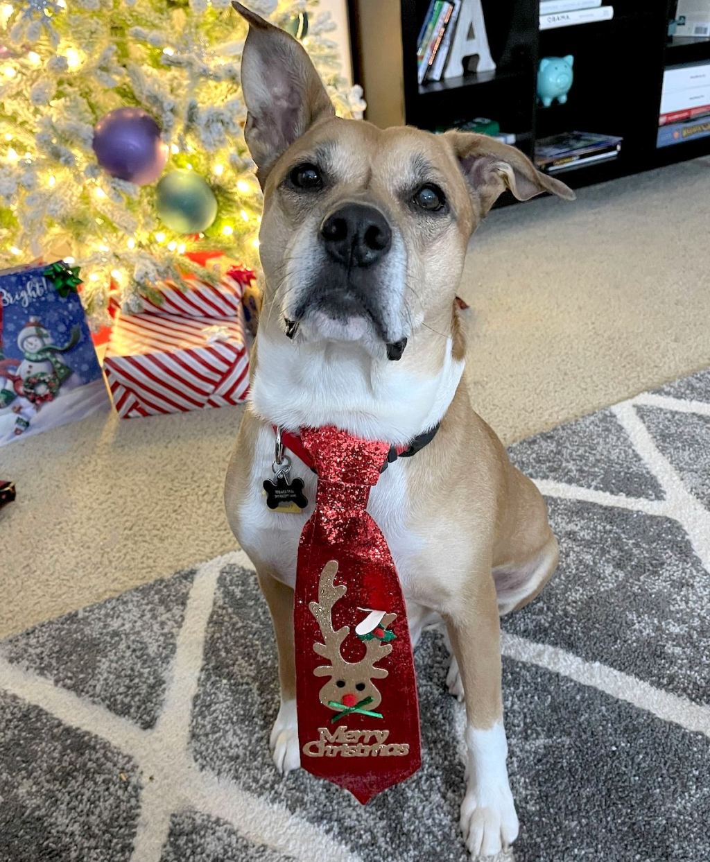dog wearing christmas tie in front of lit tree