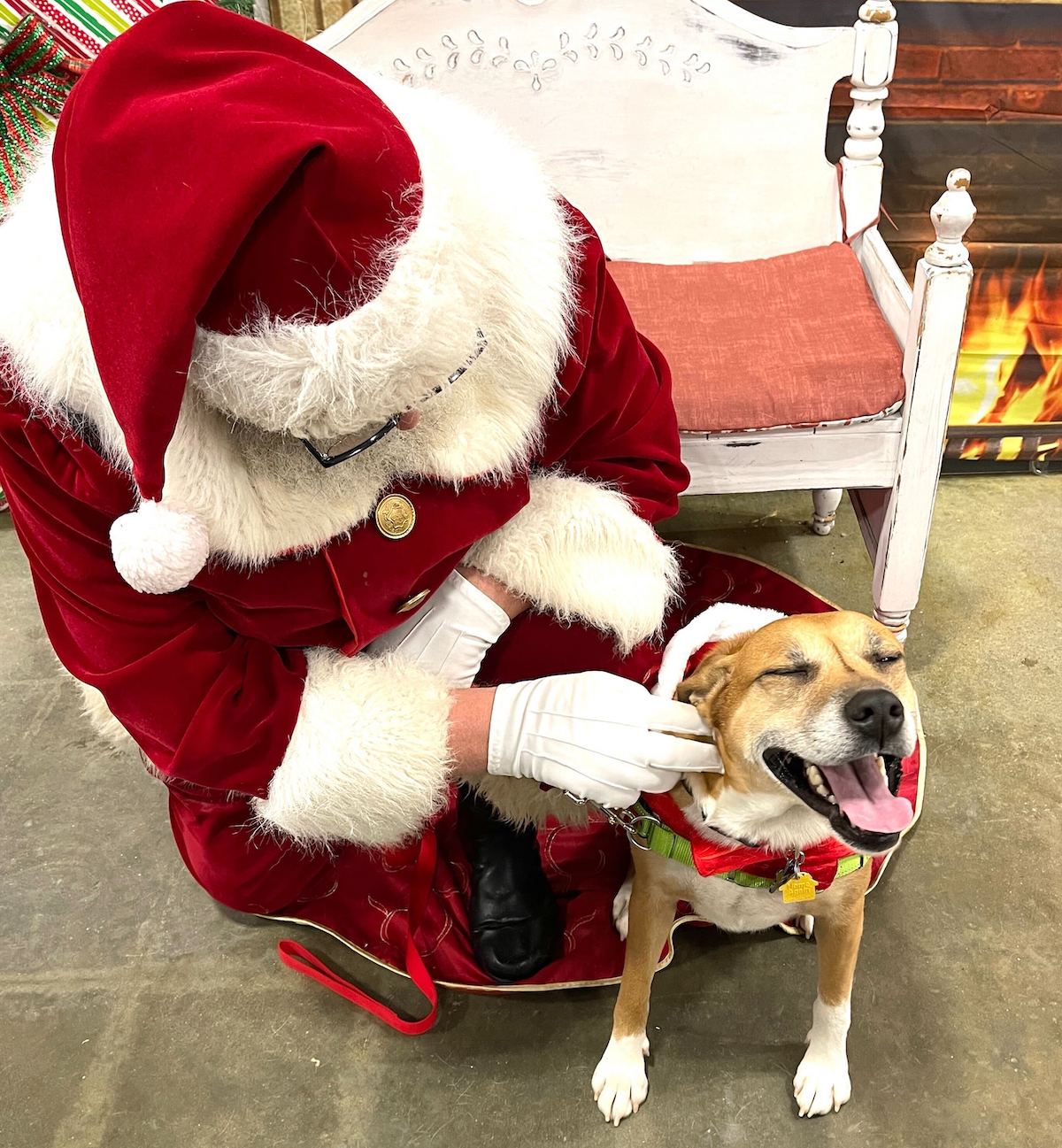 dog smiling while being petted by santa