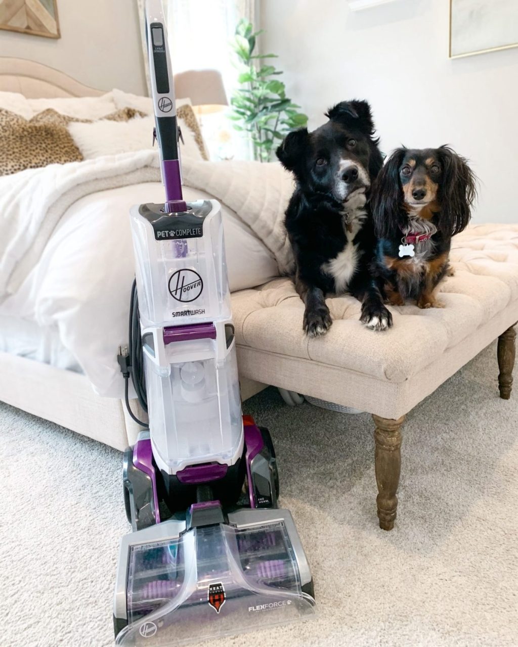 pet vacuuum