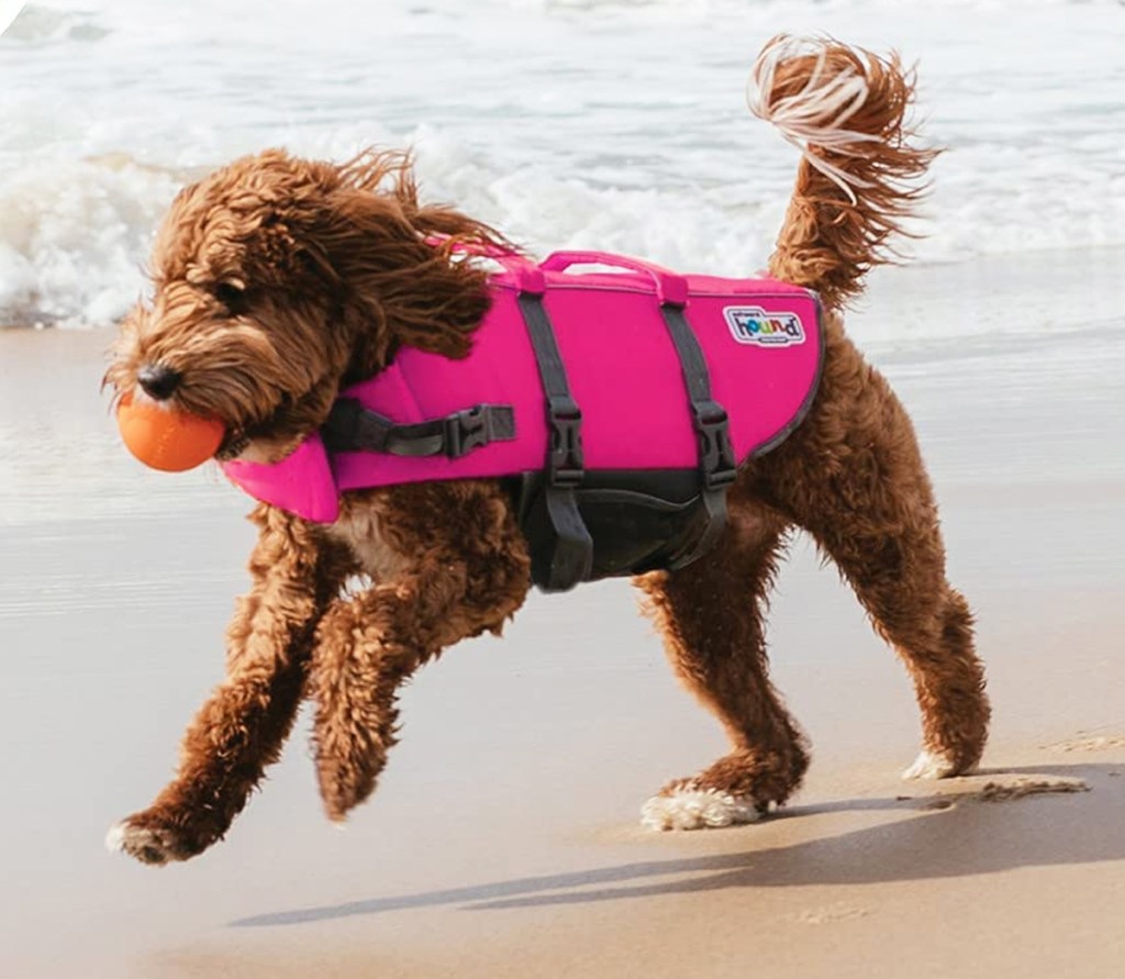golden doodle running on beach in a pink life jacket