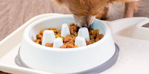 Slow Feeding Dog Bowl Only $5.47 on Amazon (Regularly $18)