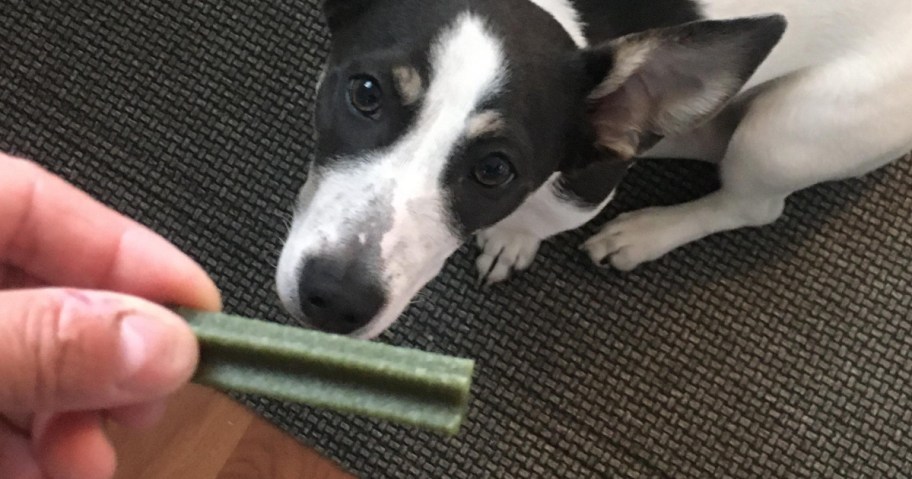 hand holding treat and dog looking up in anticipation