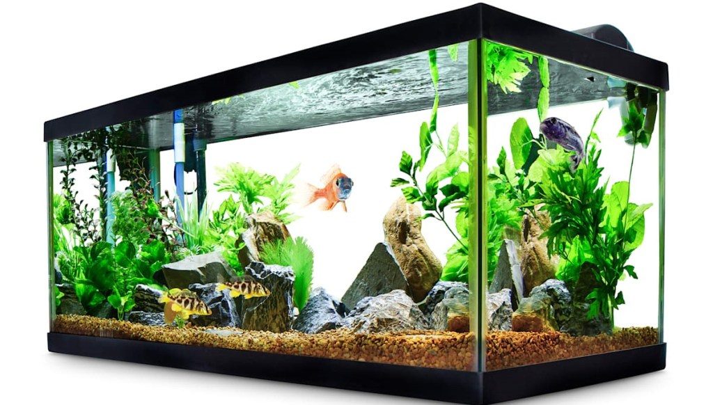 fish tank with fish