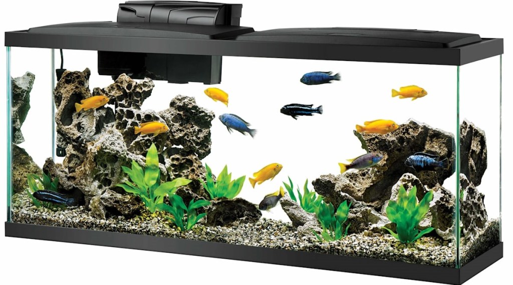 fish tank with fish