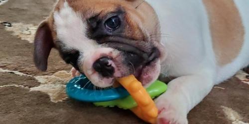 Nylabone Puppy Chew Toys from $5.57 Shipped on Amazon