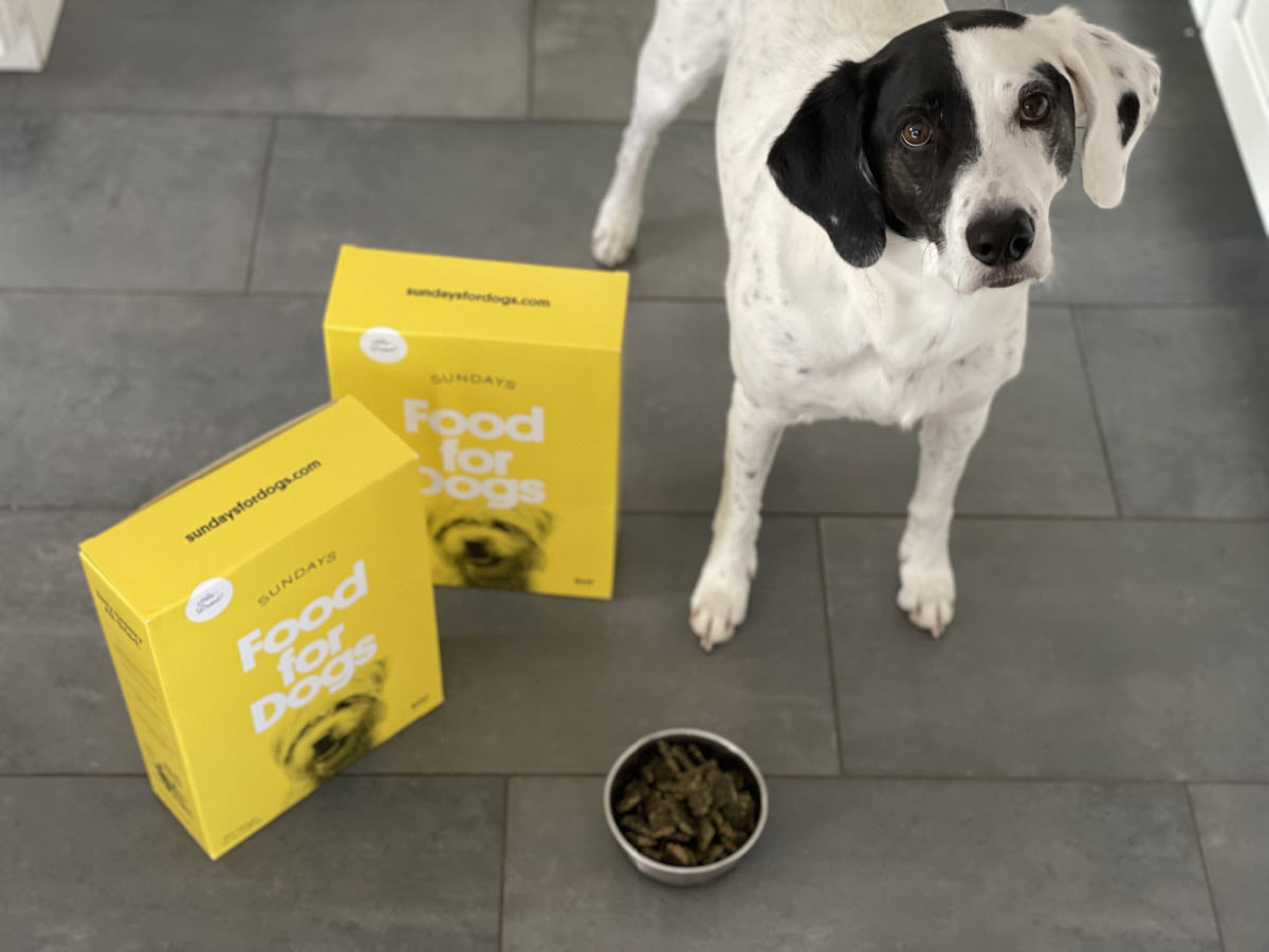 dog next to bowl of food