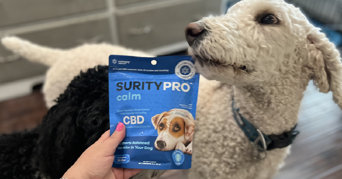 dog sniffing bag of CBD treats 