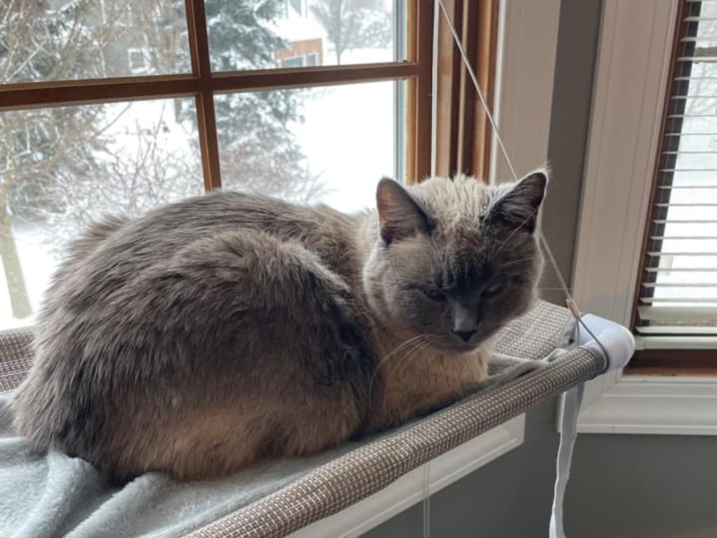 cat sitting on window perch