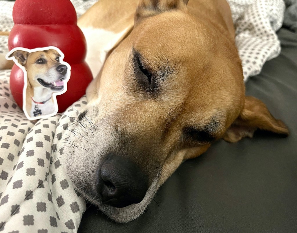 sleeping dog with selfie sticker leaning up on red toy