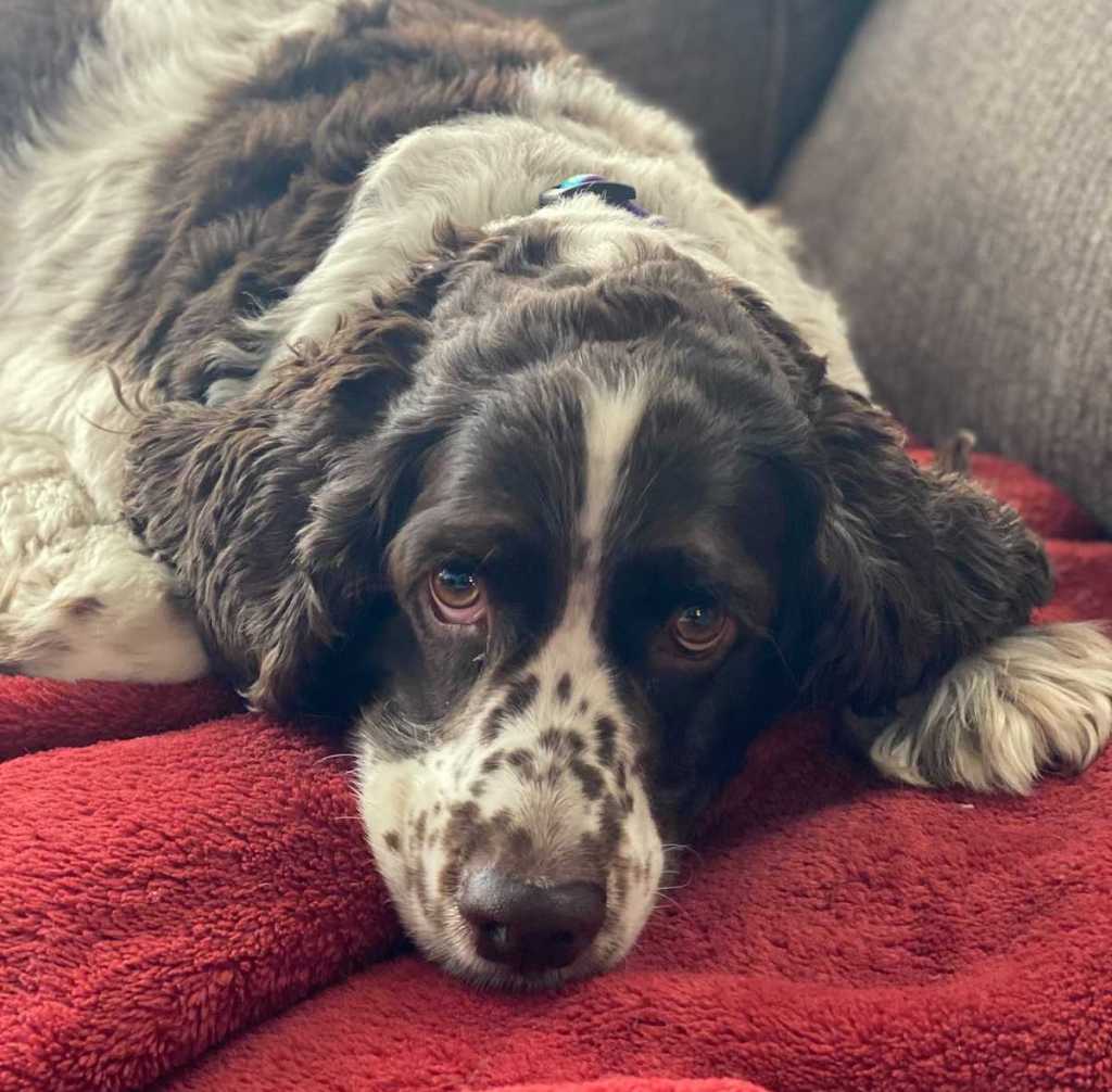 close up of tired dog resting on couch with red blanket