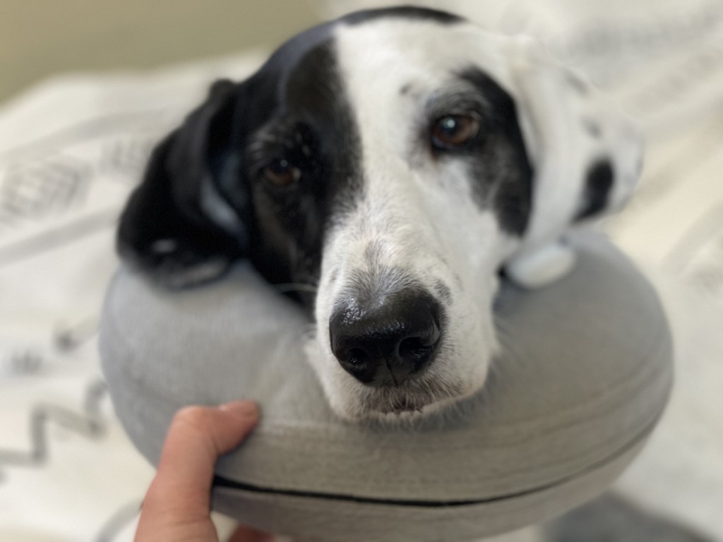 sleepy dog with airplane neck pillow