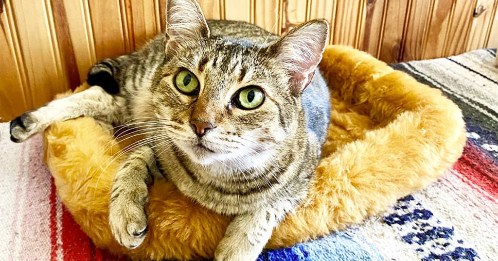 cat laying on a brown bed