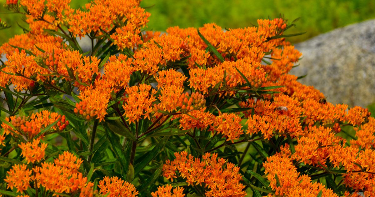 butterfly milkweed flowers