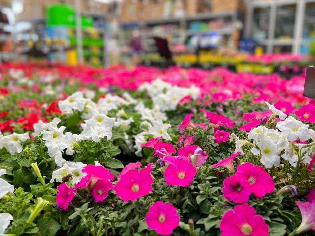 multiple petunias in store