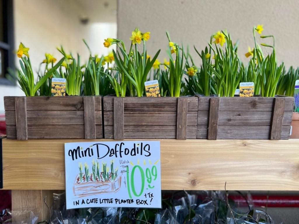 trader joe's Mini Daffodils in Planter