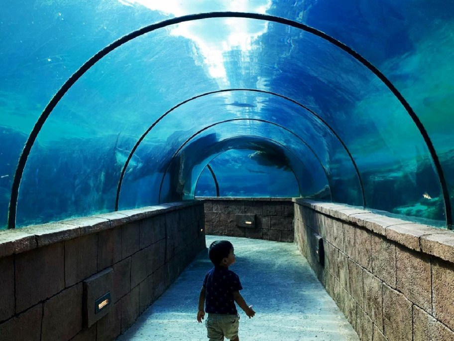 child walking through atlantis bahamas water