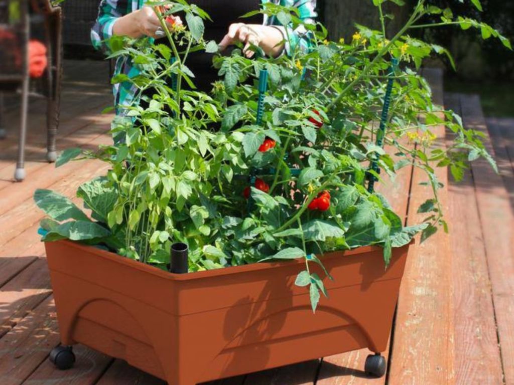 person standing by garden box