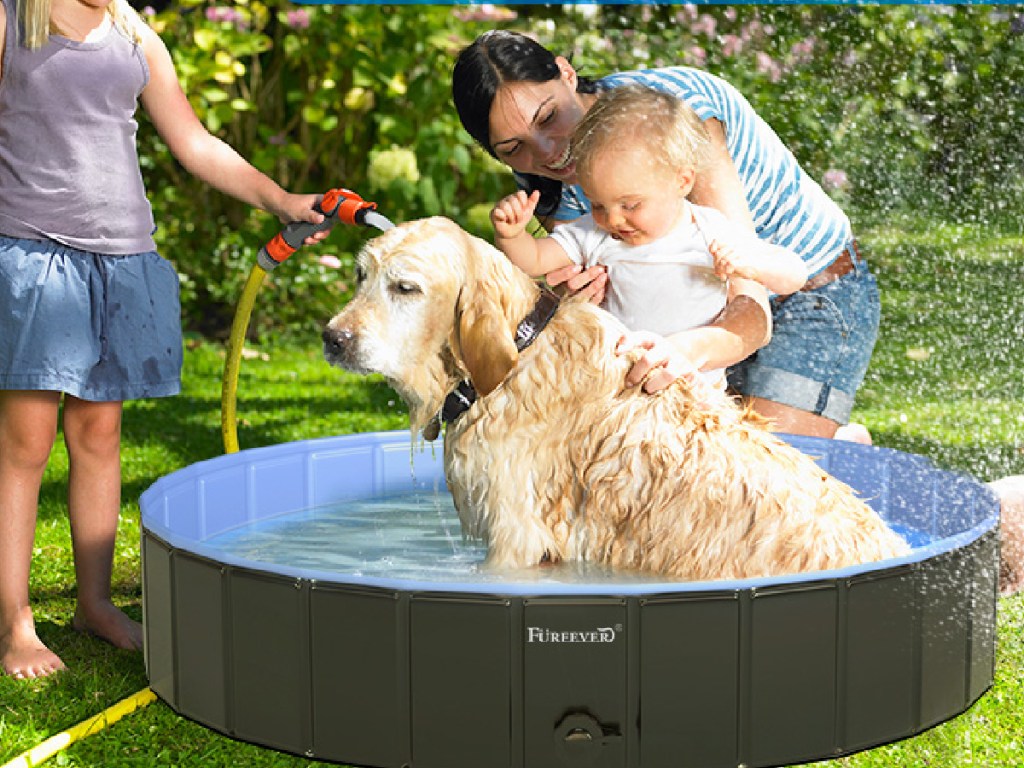 dog pool