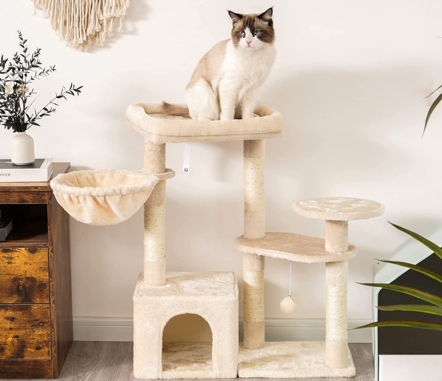 cat sitting on beige cat tree