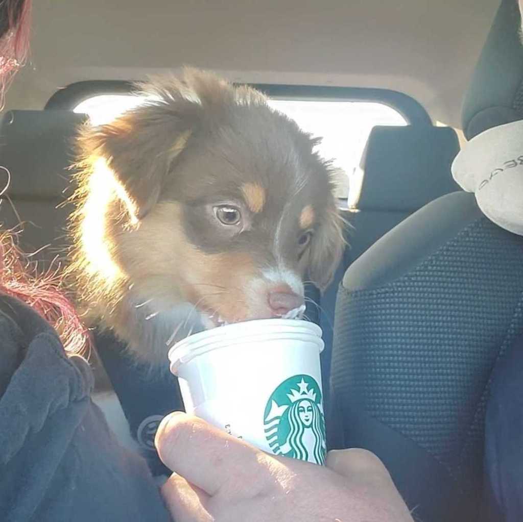 little brown and white puppy eating out of starbucks cup