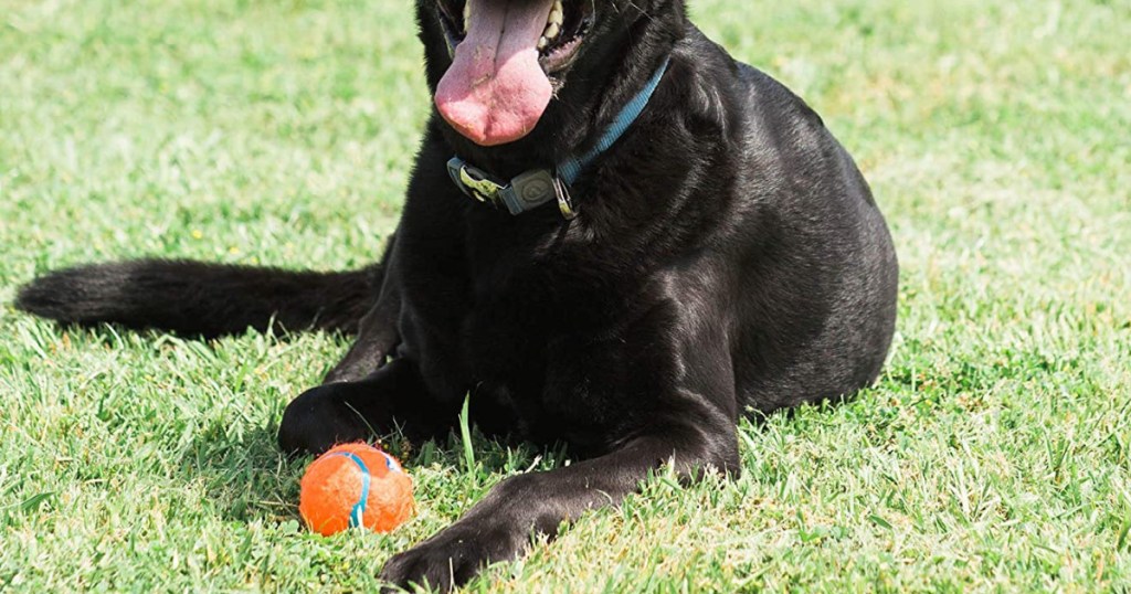 dog with tennis ball in rented yard