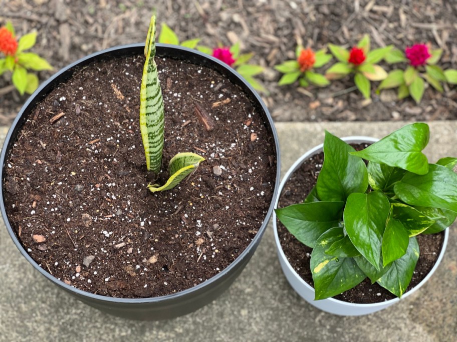 self watering planters from Target with plants in them