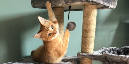 7 Best-Selling Cat Tree & Condo Options on Amazon Right Now
