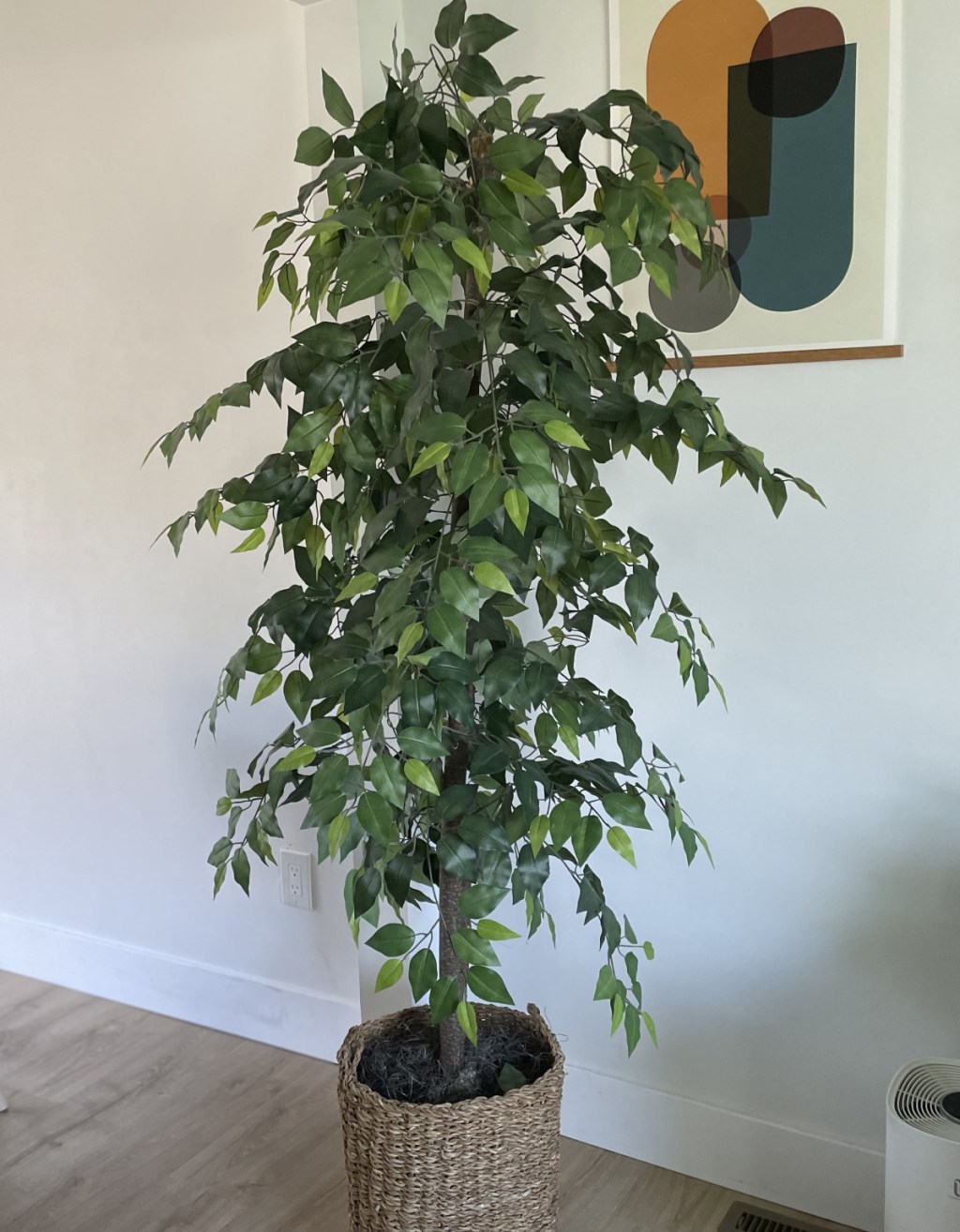 Emilys Ficus Tree From Wayfair - Faux Plants