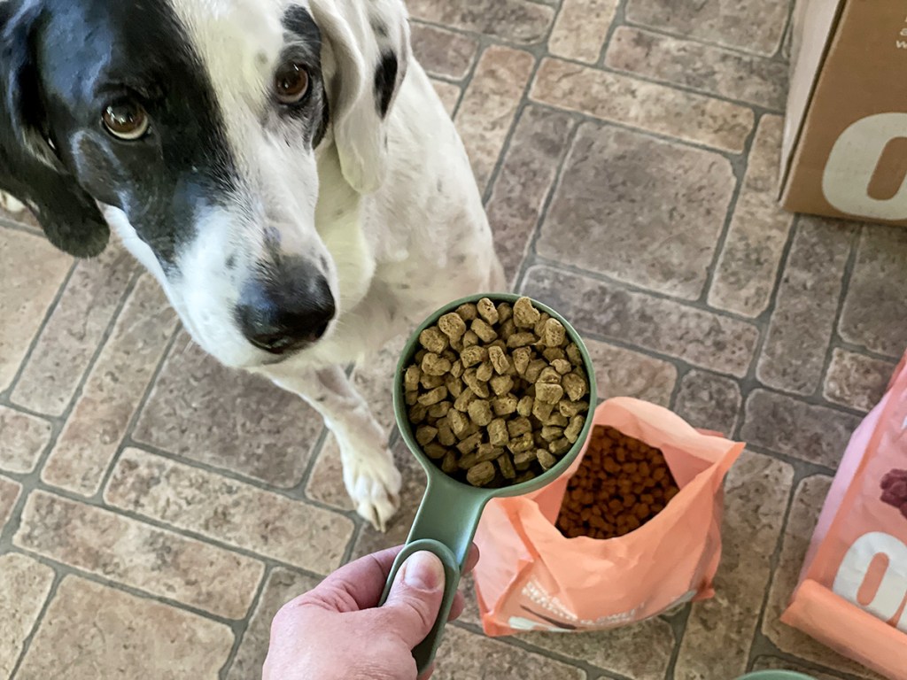 scoop of ollie healthy dog food 