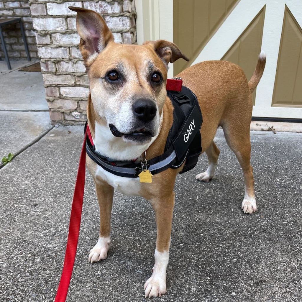 dog with harness standing on driveway in front of garage door - akc pup pal program