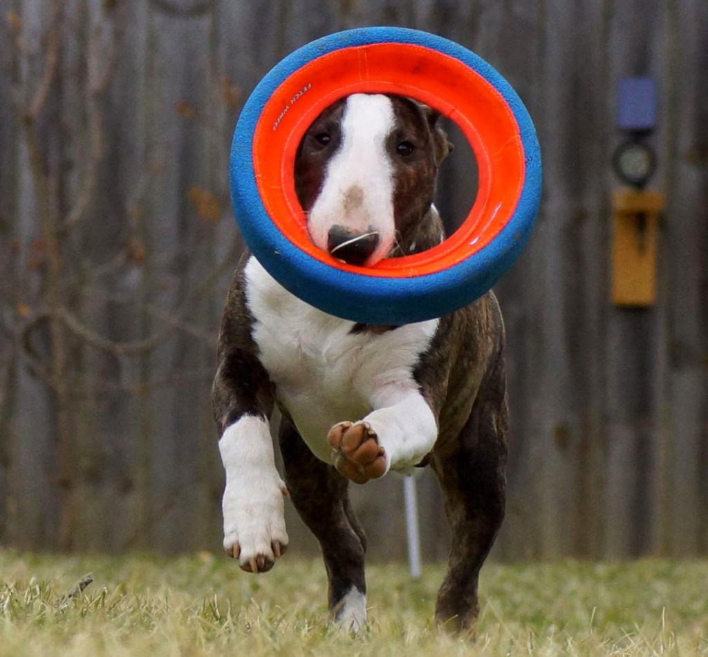 dog carrying Chuckit! Fetch Wheel in mouth