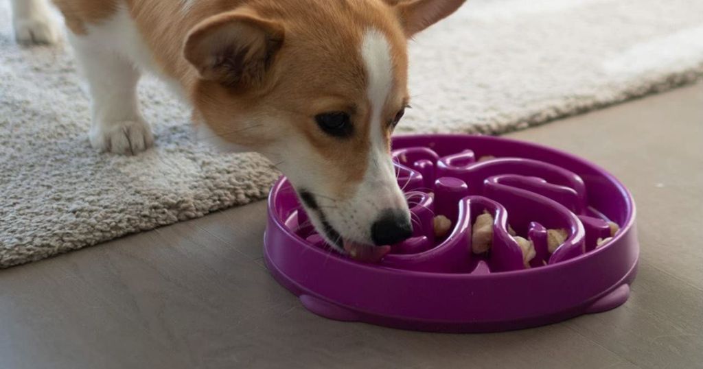 dog using a Outward Hound Bowl