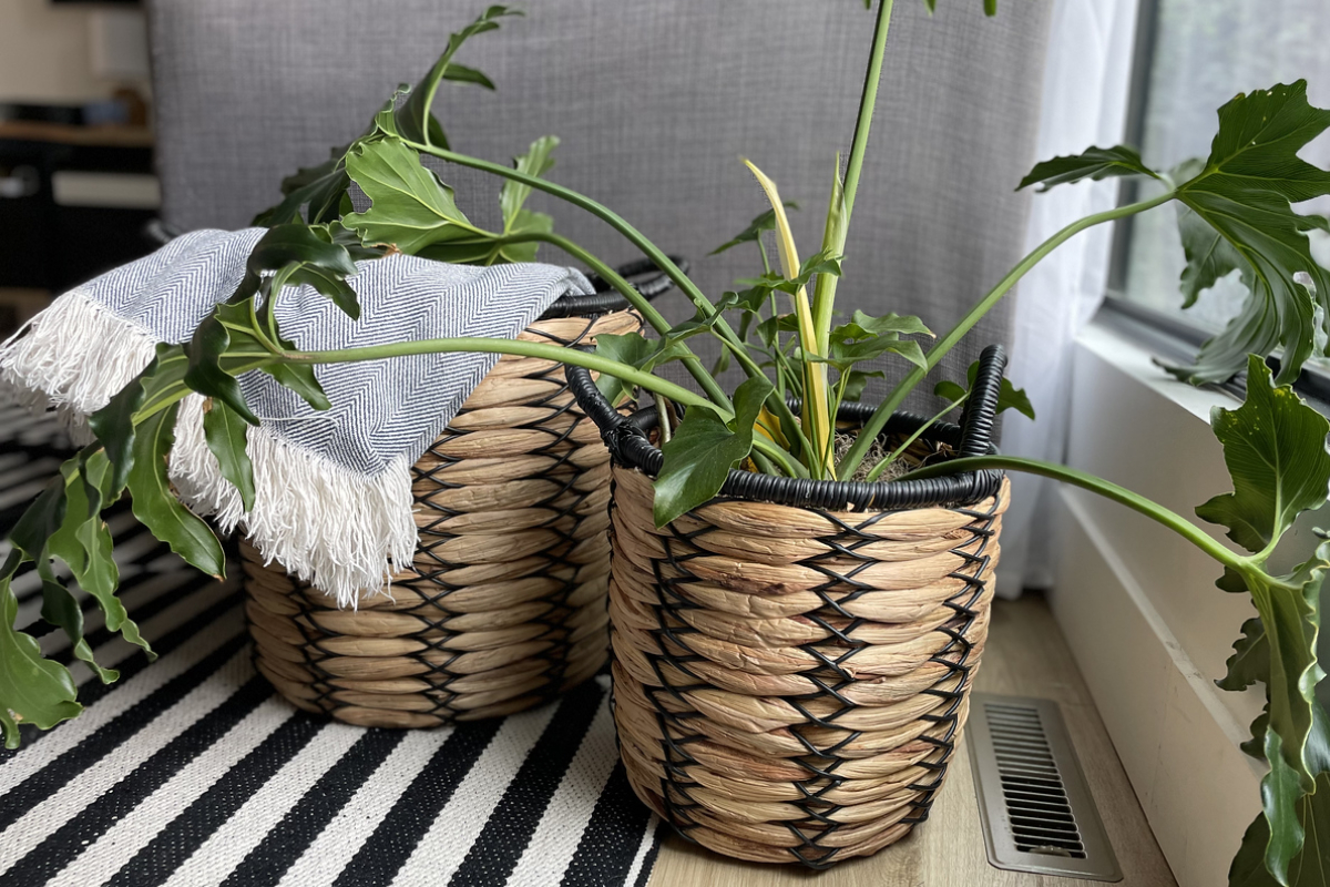 plants and blankets in various better homes and gardens planters on a black and white striped rug