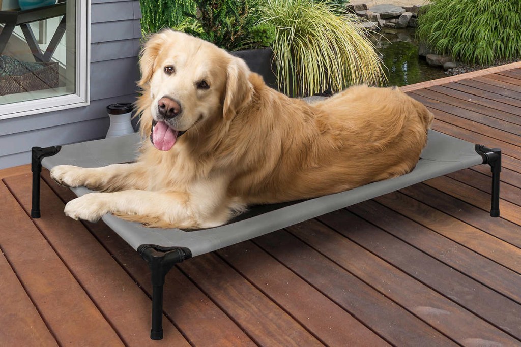 dog on elevated cot